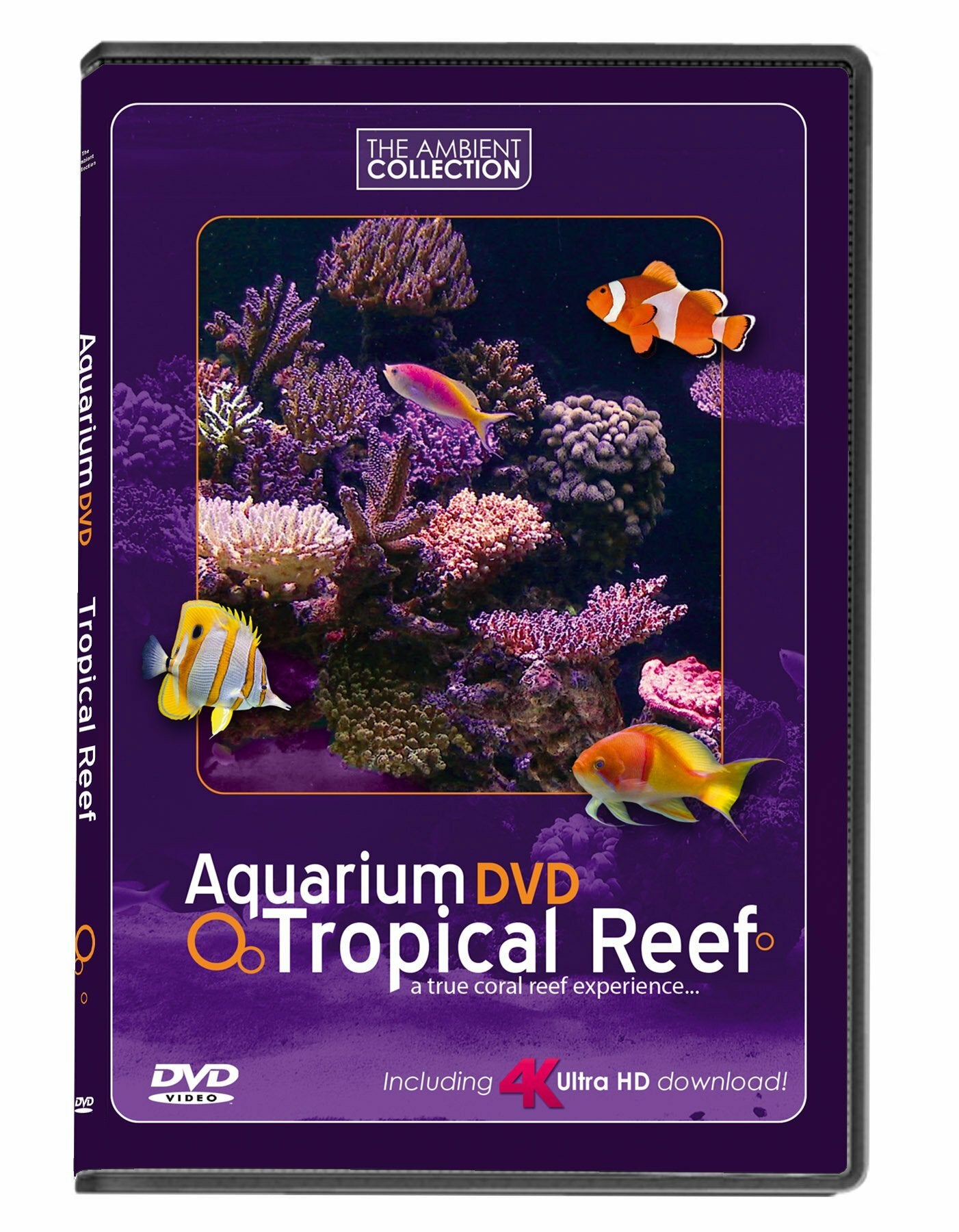 Livrenpoche : Aquarium Dvd - Récif tropical en 4k ultra hd téléchargement avec son naturel et music relaxante - XXX - DVD