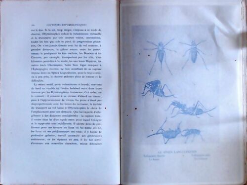 Souvenirs entomologiques Tome I - J.H Fabre - Delagrave GF - Livre