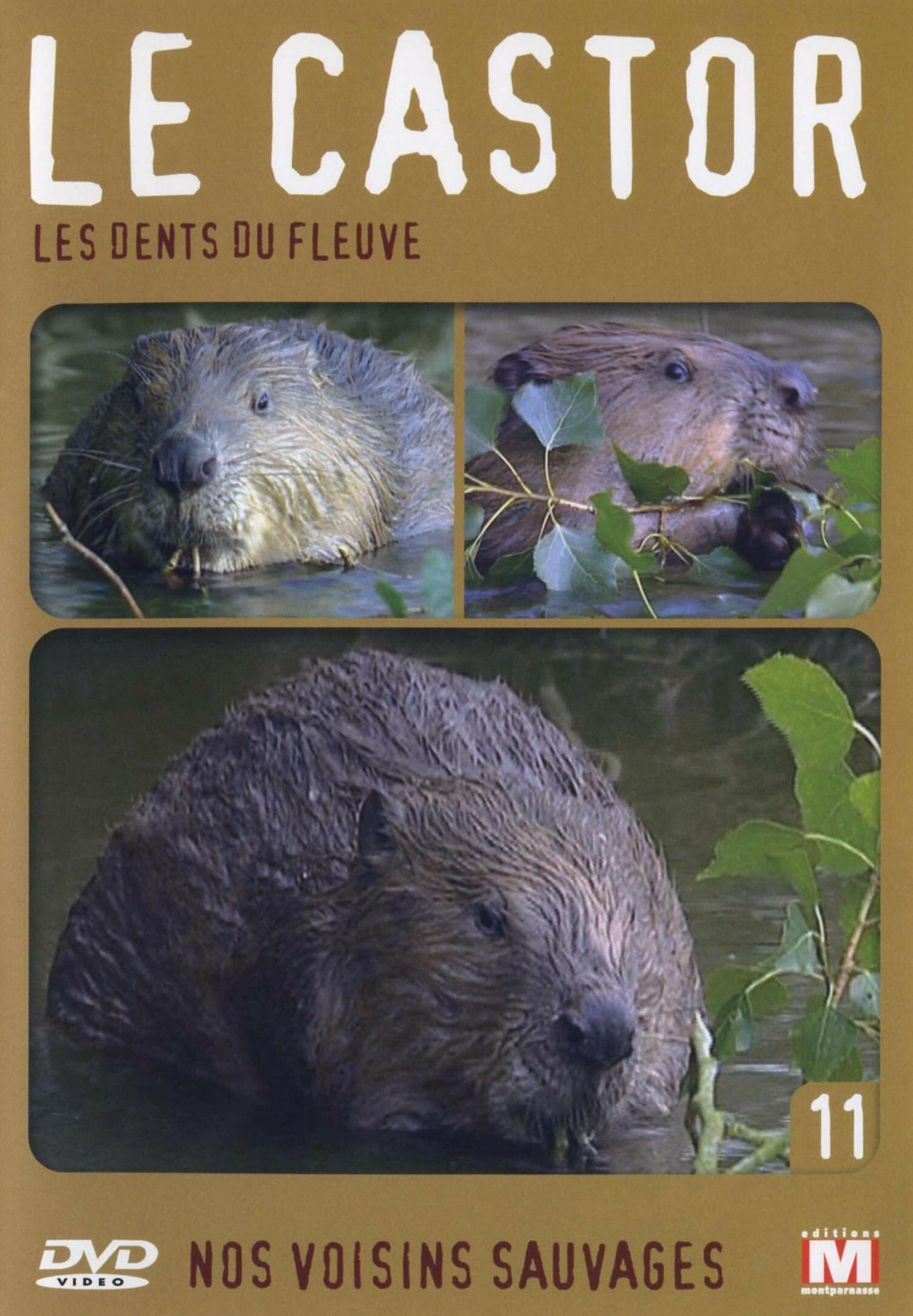 Livrenpoche : Nos Voisins Sauvages Vol. 11 - Le castor : Les dents du fleuve - Nicolas Gruaud - DVD