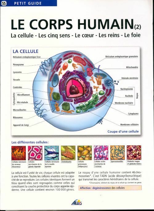 Livrenpoche : Le corps humain. Tome 2 la cellule, les cinq sens, le coeur, les reins, le foie - Henri Medori - Livre