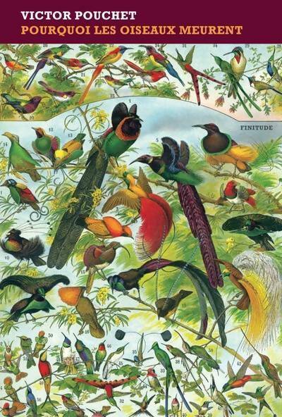 Livrenpoche : Pourquoi les oiseaux meurent - Jacques Delamain - Livre