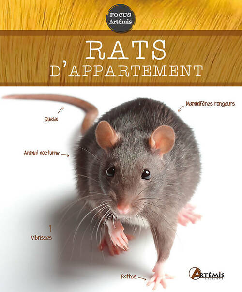 Livrenpoche : Rats d'appartement - Petra Dietz - Livre