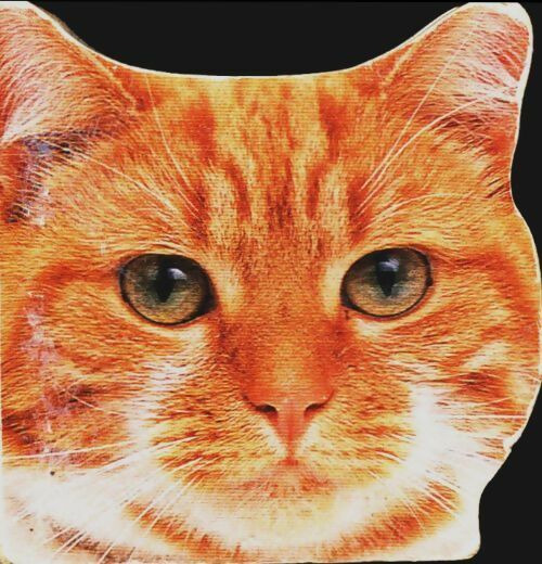 Livrenpoche : Cats & kittens - Collectif - Livre