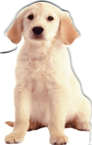 Livrenpoche : Pop-corn le chiot - Collectif - Livre