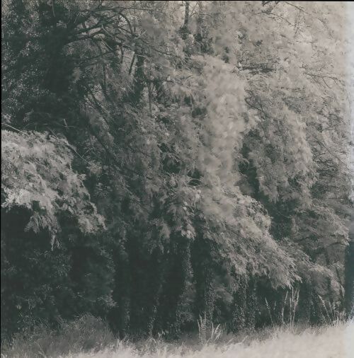 Livrenpoche : Verde que te quiero verde - Cesare Di Liborio - Livre