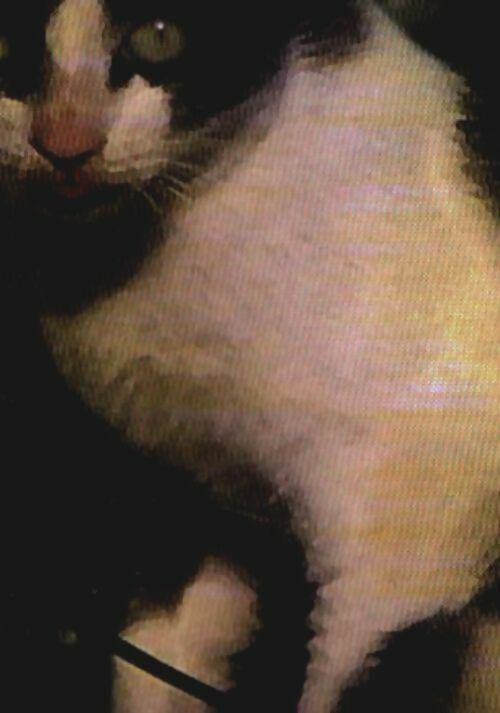 Livrenpoche : Toilette de chat - Jean-Marc Roberts - Livre