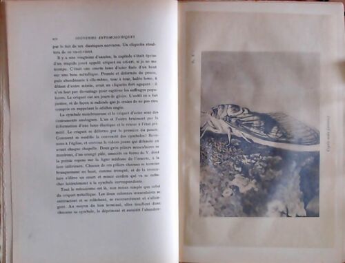 Souvenirs entomologiques Tome V - J.H Fabre -  Delagrave GF - Livre
