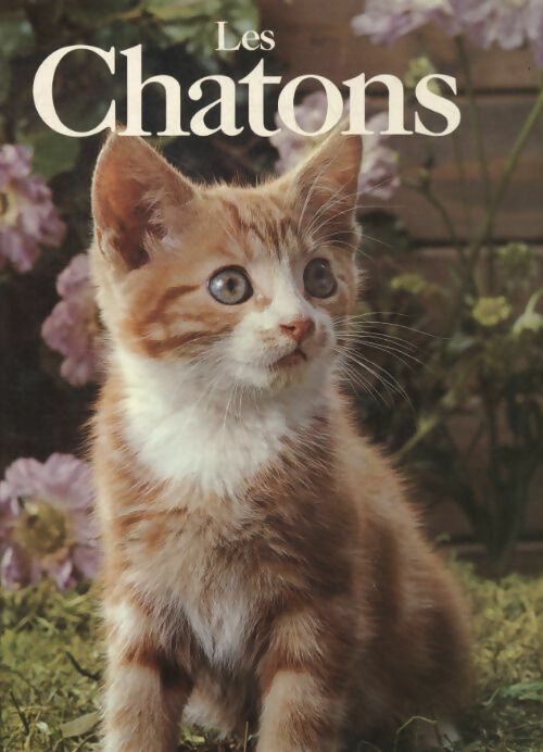 Les chatons - Angela Sayer -  Grund GF - Livre